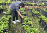 Lumbung Stroberi Pandanrejo, Primadona Wisata Kota Batu Sajikan Petik Buah dan Edukasi Pertanian