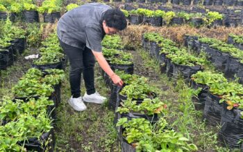 Lumbung Stroberi Pandanrejo, Primadona Wisata Kota Batu Sajikan Petik Buah dan Edukasi Pertanian