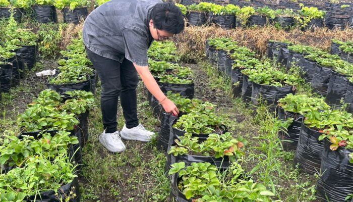 Lumbung Stroberi Pandanrejo, Primadona Wisata Kota Batu Sajikan Petik Buah dan Edukasi Pertanian
