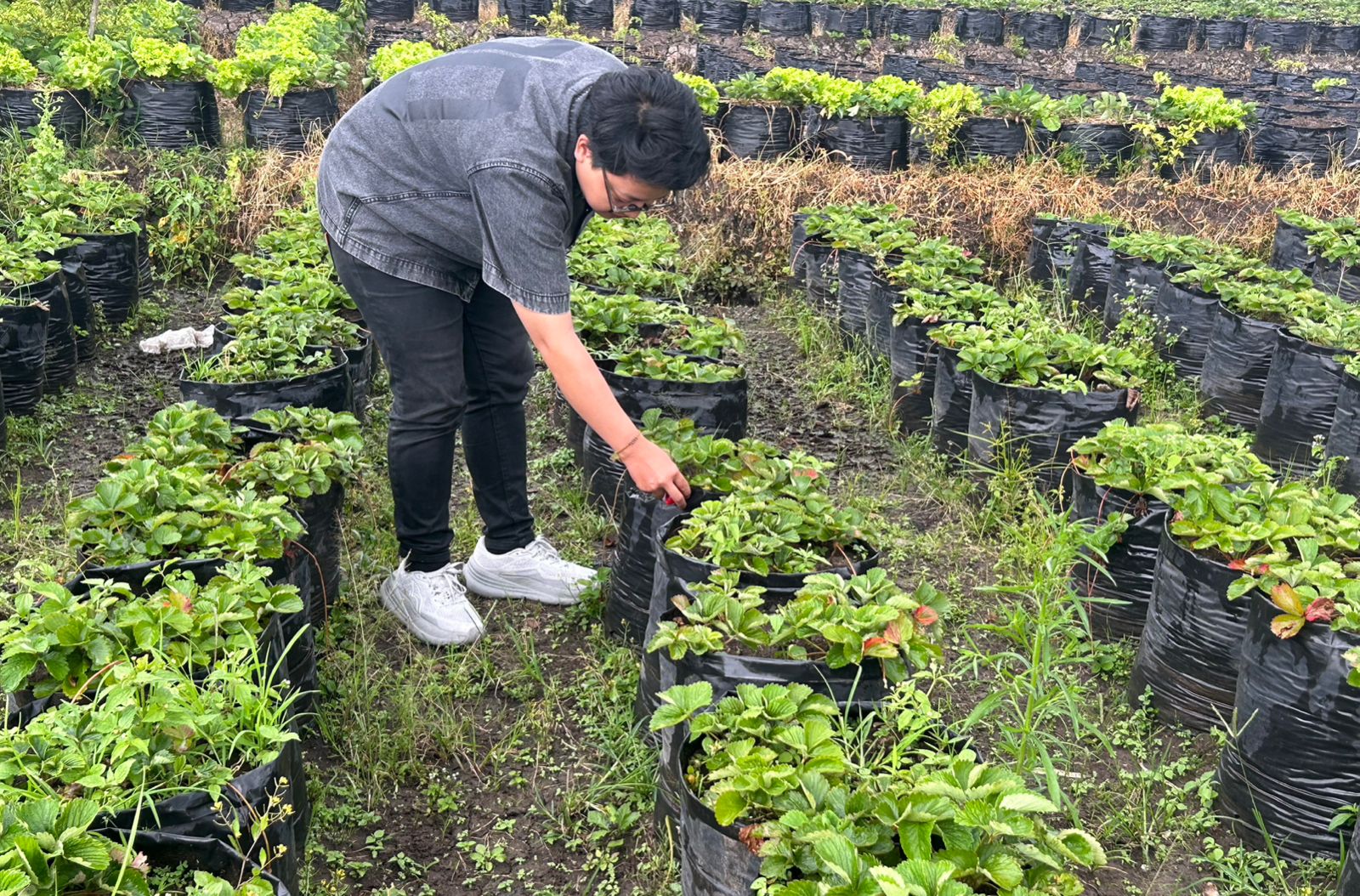 Lumbung Stroberi Pandanrejo, Primadona Wisata Kota Batu Sajikan Petik Buah dan Edukasi Pertanian