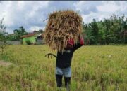 Petani Tersenyum, PBB Turun Hingga 50 Persen di Kota Malang