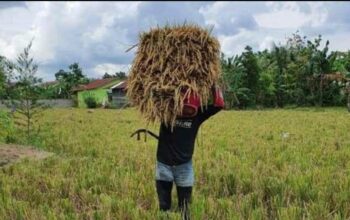 Petani Tersenyum, PBB Turun Hingga 50 Persen di Kota Malang
