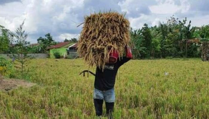 Petani Tersenyum, PBB Turun Hingga 50 Persen di Kota Malang