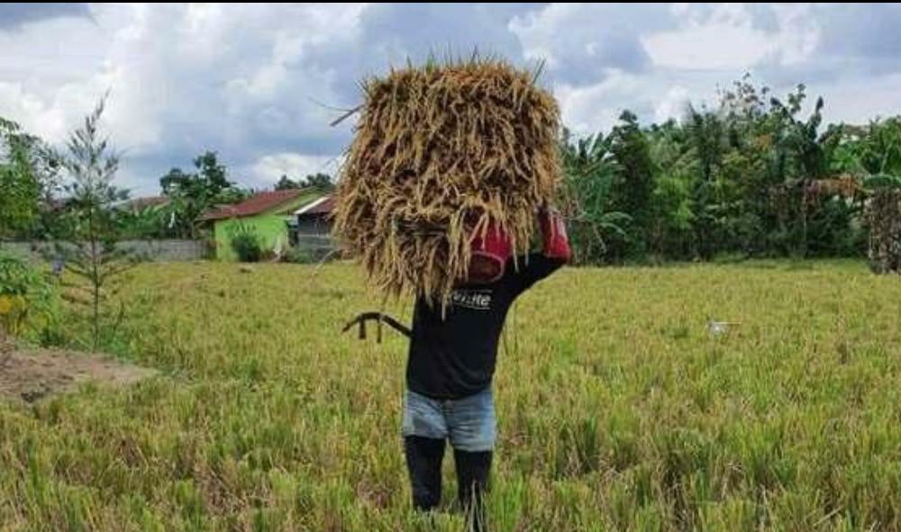 Petani Tersenyum, PBB Turun Hingga 50 Persen di Kota Malang