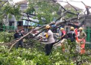 Hujan dan Angin Kencang Robohkan Beringin 15 Meter di Merjosari, Akses Jalan Sempat Lumpuh