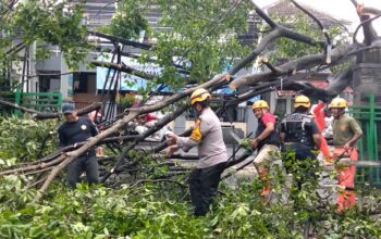 Hujan dan Angin Kencang Robohkan Beringin 15 Meter di Merjosari, Akses Jalan Sempat Lumpuh