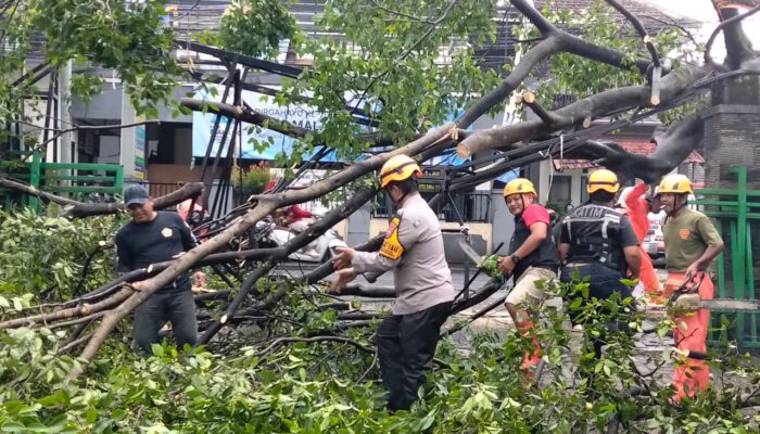 Hujan dan Angin Kencang Robohkan Beringin 15 Meter di Merjosari, Akses Jalan Sempat Lumpuh