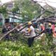 Hujan dan Angin Kencang Robohkan Beringin 15 Meter di Merjosari, Akses Jalan Sempat Lumpuh