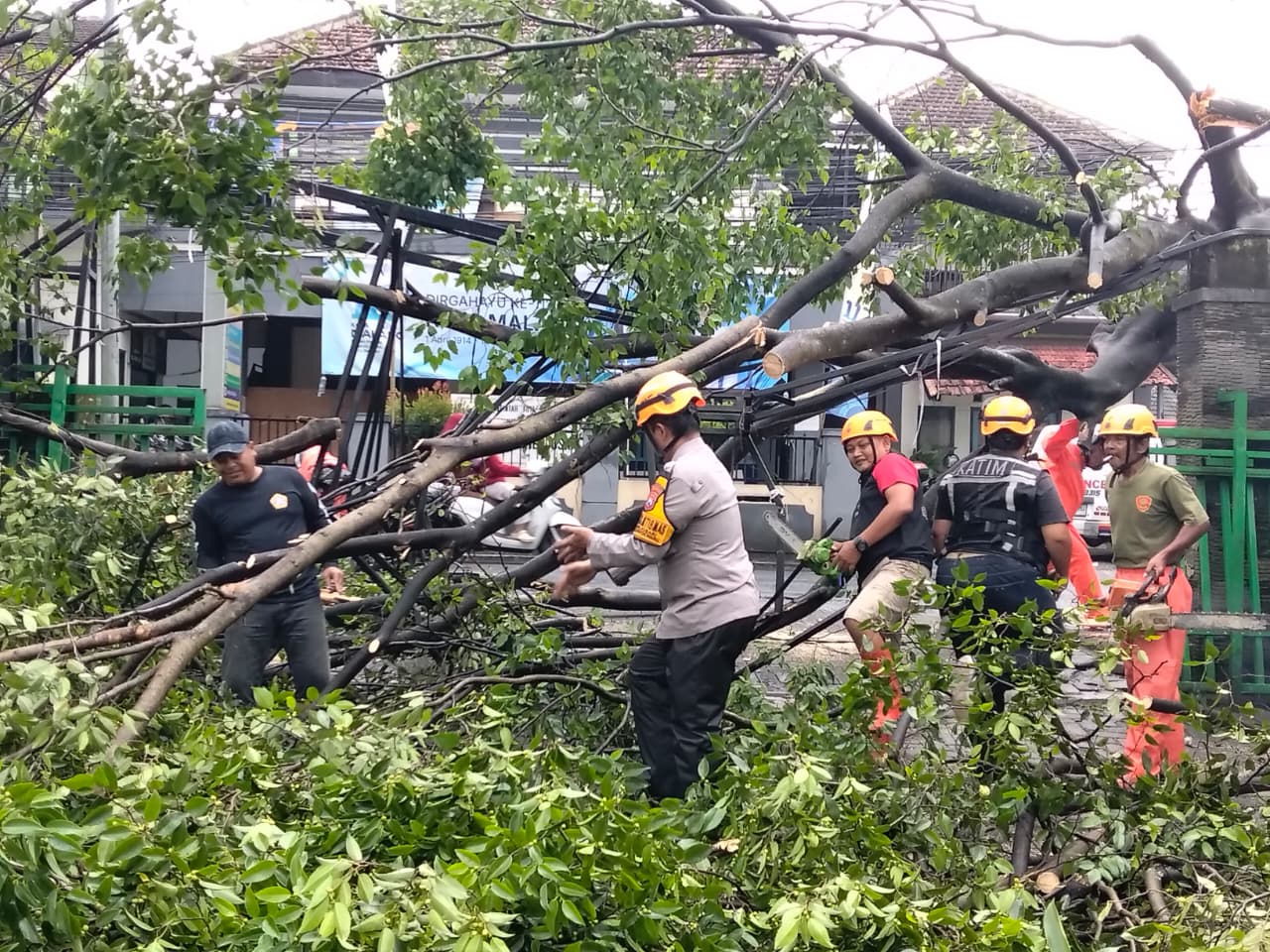 Hujan dan Angin Kencang Robohkan Beringin 15 Meter di Merjosari, Akses Jalan Sempat Lumpuh