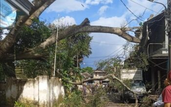 Diterjang Angin Kencang, Pohon Raksasa Roboh Timpa Tiga Rumah di Muharto Malang