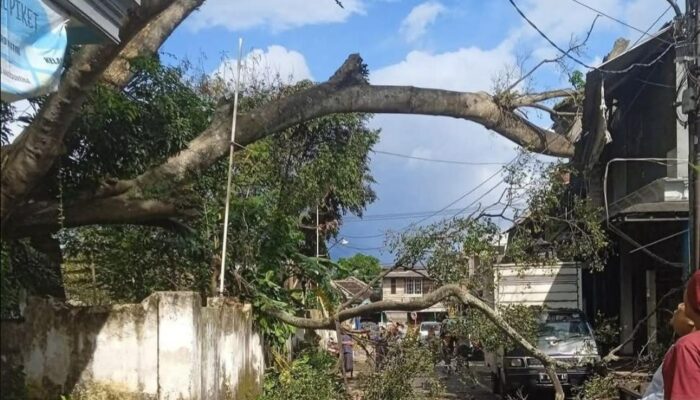 Diterjang Angin Kencang, Pohon Raksasa Roboh Timpa Tiga Rumah di Muharto Malang