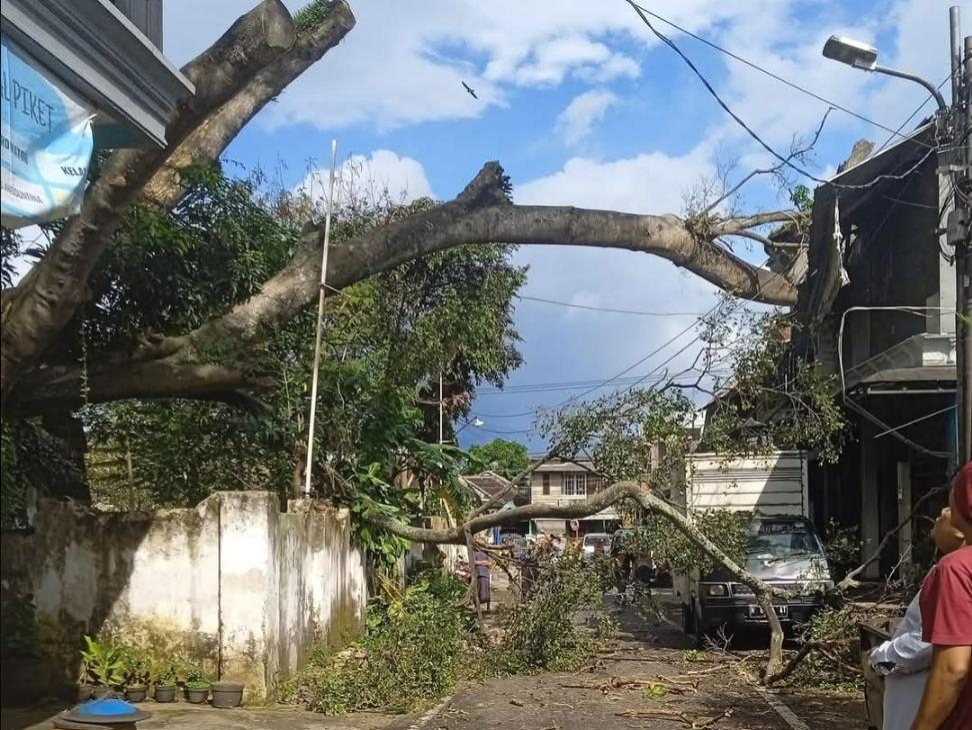 Diterjang Angin Kencang, Pohon Raksasa Roboh Timpa Tiga Rumah di Muharto Malang
