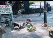 Dari Situs Suci ke Destinasi Wisata: Misteri Kera Wendit, Penjaga Jejak Peradaban Kuno Malang