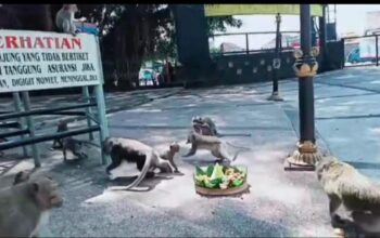 Dari Situs Suci ke Destinasi Wisata: Misteri Kera Wendit, Penjaga Jejak Peradaban Kuno Malang