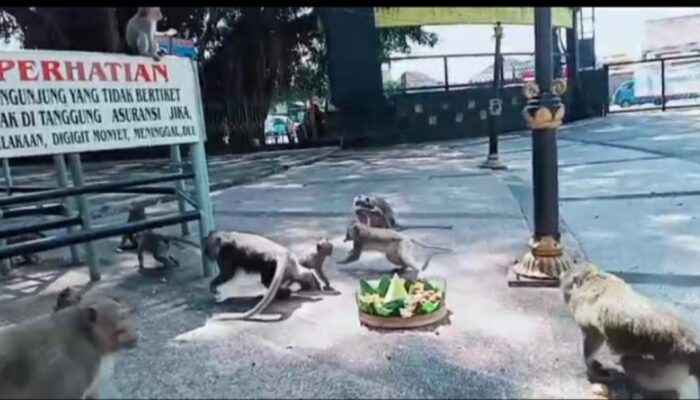 Dari Situs Suci ke Destinasi Wisata: Misteri Kera Wendit, Penjaga Jejak Peradaban Kuno Malang