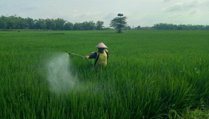 Sebaran Pupuk Bersubsidi Jombang 2026, Ini Kecamatan dengan Alokasi Terbesar