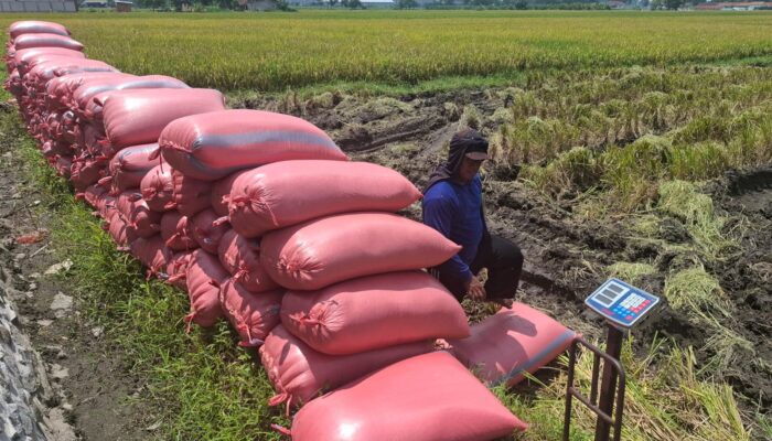 Produksi Gabah Jombang Naik Drastis, April Diprediksi Jadi Puncak Panen
