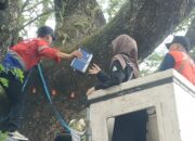 DLH Kota Malang Cek Kondisi Pohon Tua di Depan Kantor Dewan dan Lokasi Lain, Petakan Resiko Tumbang