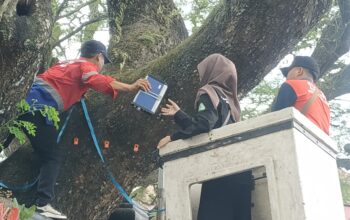 DLH Kota Malang Cek Kondisi Pohon Tua di Depan Kantor Dewan dan Lokasi Lain, Petakan Resiko Tumbang