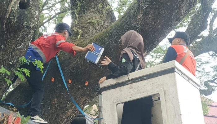 DLH Kota Malang Cek Kondisi Pohon Tua di Depan Kantor Dewan dan Lokasi Lain, Petakan Resiko Tumbang