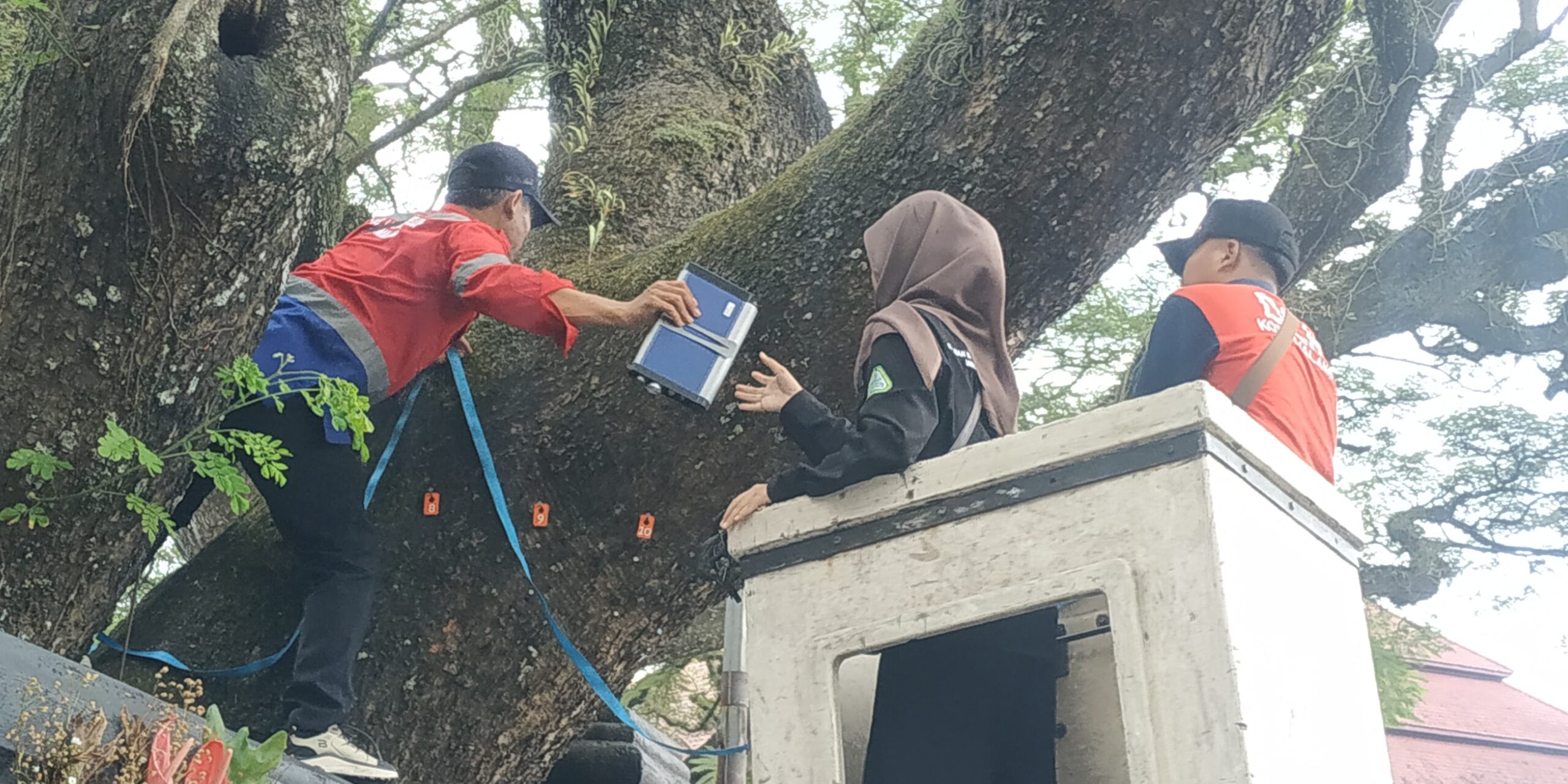 DLH Kota Malang Cek Kondisi Pohon Tua di Depan Kantor Dewan dan Lokasi Lain, Petakan Resiko Tumbang