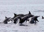 Viral Hiu Paus di Sendang Biru Jadi Sinyal Kuat Malang Selatan Siap Naik Kelas sebagai Destinasi Ekowisata Bahari Dunia