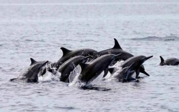 Viral Hiu Paus di Sendang Biru Jadi Sinyal Kuat Malang Selatan Siap Naik Kelas sebagai Destinasi Ekowisata Bahari Dunia