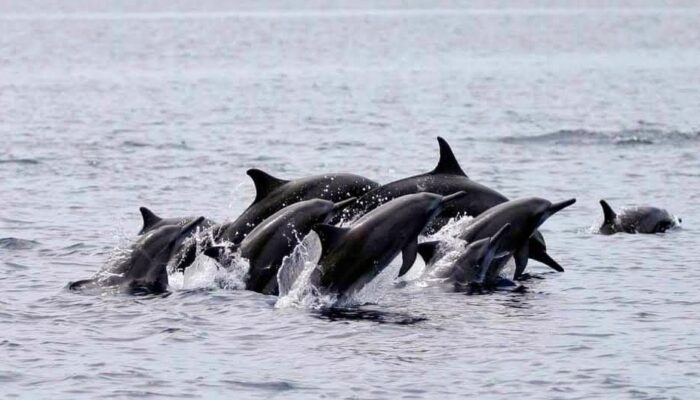 Viral Hiu Paus di Sendang Biru Jadi Sinyal Kuat Malang Selatan Siap Naik Kelas sebagai Destinasi Ekowisata Bahari Dunia