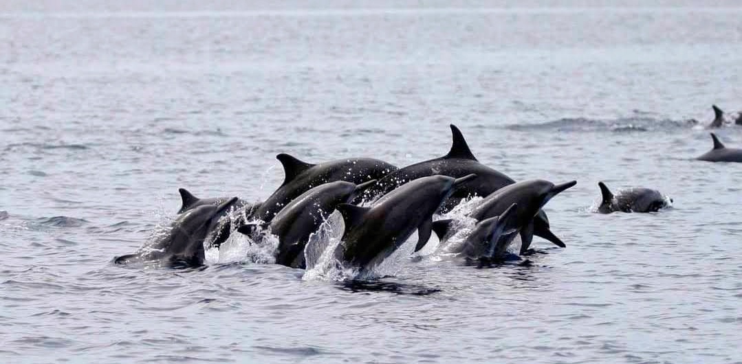 Viral Hiu Paus di Sendang Biru Jadi Sinyal Kuat Malang Selatan Siap Naik Kelas sebagai Destinasi Ekowisata Bahari Dunia
