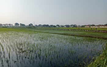 Musim Kemarau 2026 Berpotensi Ekstrem, Ribuan Hektare Sawah Jombang Terancam