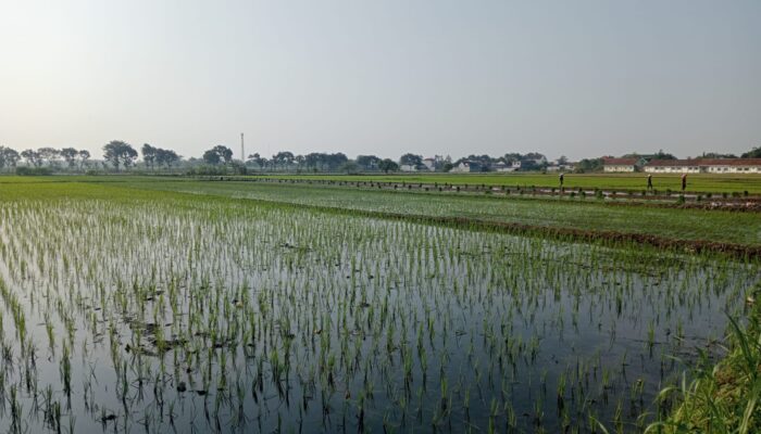 Musim Kemarau 2026 Berpotensi Ekstrem, Ribuan Hektare Sawah Jombang Terancam