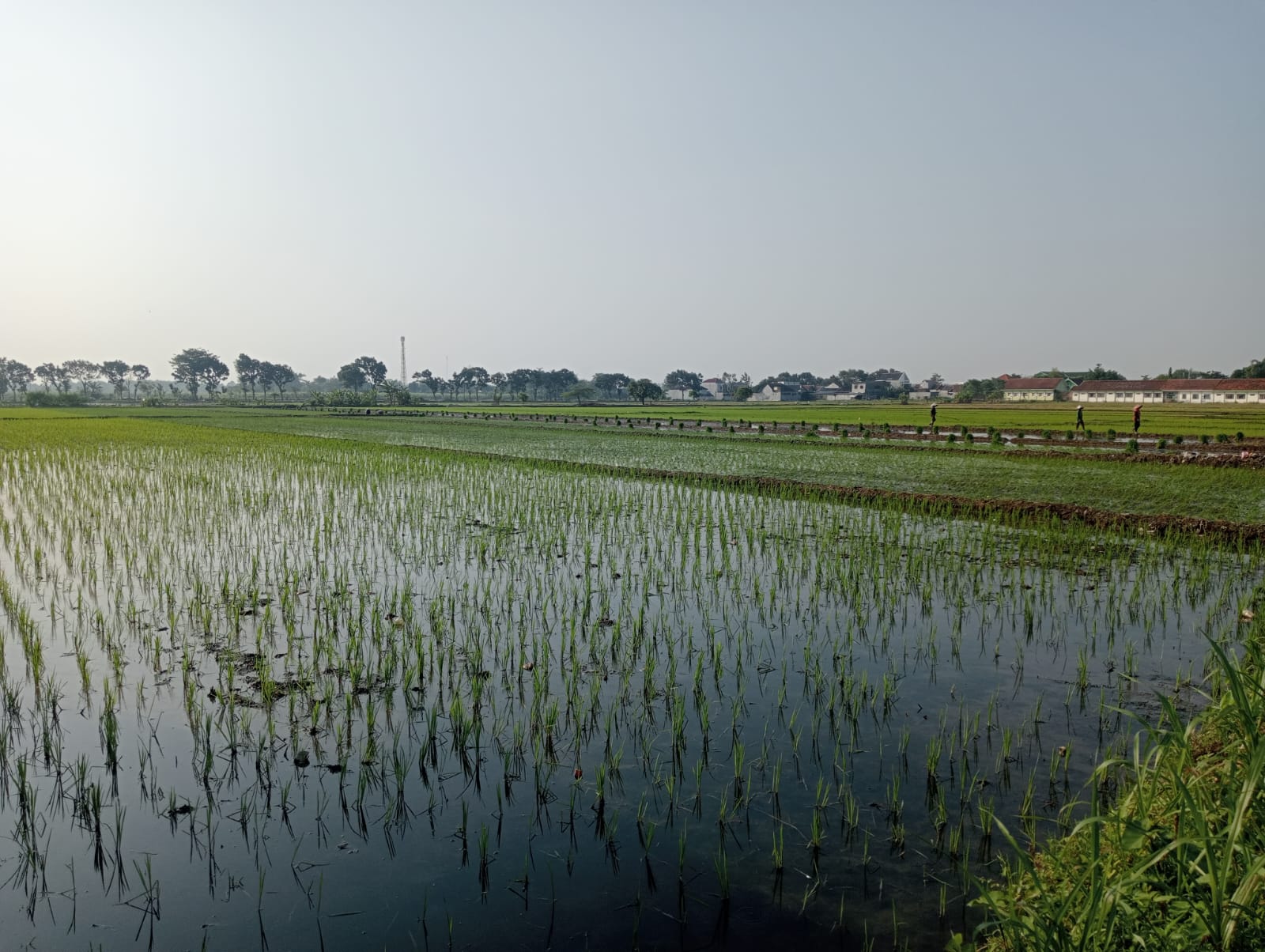 Musim Kemarau 2026 Berpotensi Ekstrem, Ribuan Hektare Sawah Jombang Terancam