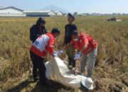 Warga Kendalpayak Ditemukan Tak Bernyawa Saat Garap Sawah