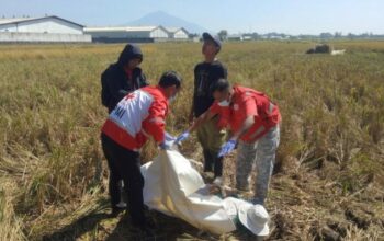 Warga Kendalpayak Ditemukan Tak Bernyawa Saat Garap Sawah