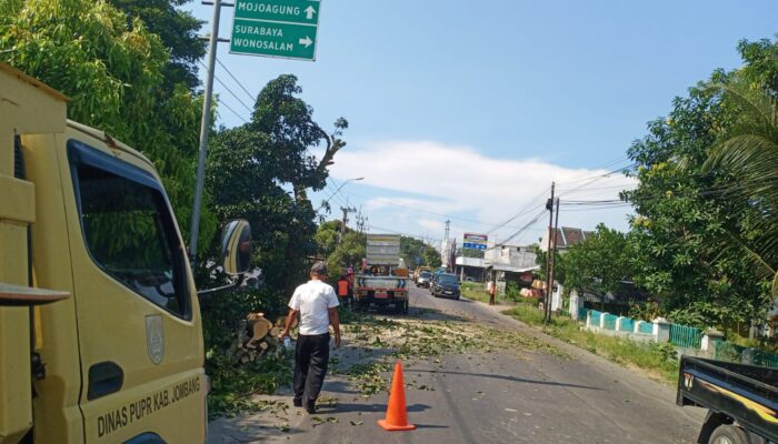 Cegah Pohon Tumbang, PUPR Jombang Lakukan Pemangkasan di Sejumlah Ruas Jalan