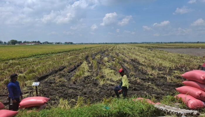 Panen Raya Hampir Usai, Harga Gabah Jombang Malah Bertahan Tinggi