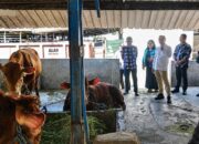 Harga Sapi Mulai Naik, Dispangtan Kota Malang Jamin Stok Kurban Tetap Aman