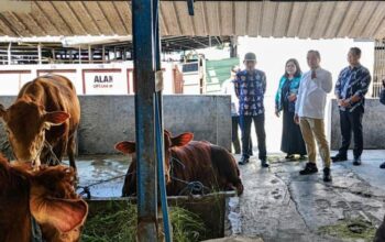 Harga Sapi Mulai Naik, Dispangtan Kota Malang Jamin Stok Kurban Tetap Aman