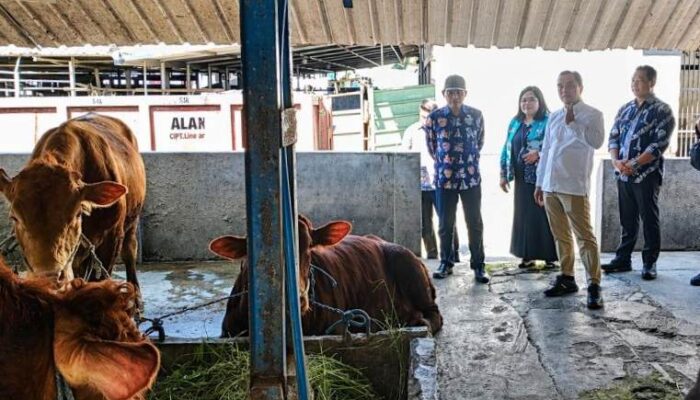 Harga Sapi Mulai Naik, Dispangtan Kota Malang Jamin Stok Kurban Tetap Aman