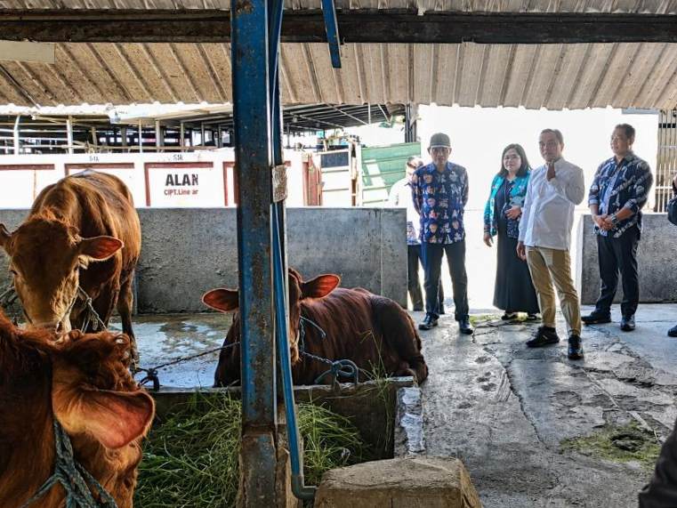 Harga Sapi Mulai Naik, Dispangtan Kota Malang Jamin Stok Kurban Tetap Aman