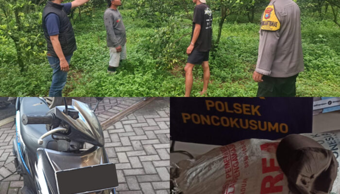 Aksi Pencurian Jeruk 184 Kilogram di Poncokusumo Terbongkar, Polisi Amankan Pelaku