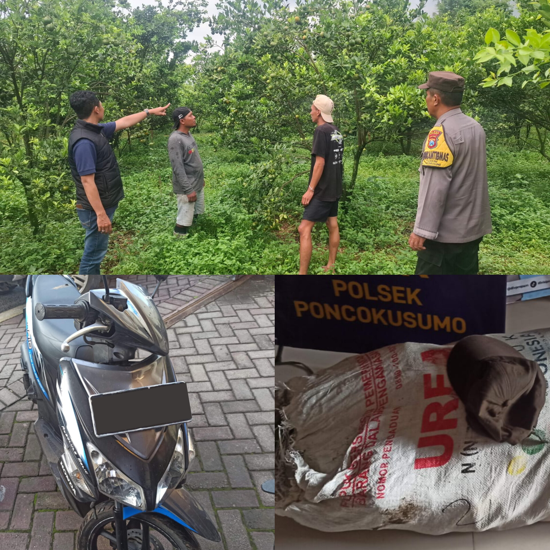Aksi pencurian jeruk yang meresahkan petani di Kecamatan Poncokusumo, Kabupaten Malang, akhirnya berhasil diungkap aparat Kepolisian Resor Malang, Polda Jawa Timur, setelah menerima laporan dari masyarakat setempat.