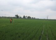 Urea Jadi Primadona, Serapan Pupuk Subsidi Jombang Tembus 27 Juta Kg