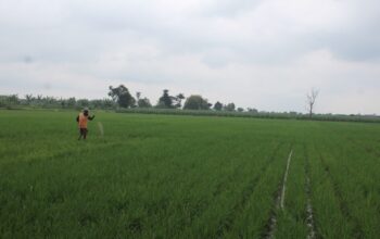 Urea Jadi Primadona, Serapan Pupuk Subsidi Jombang Tembus 27 Juta Kg