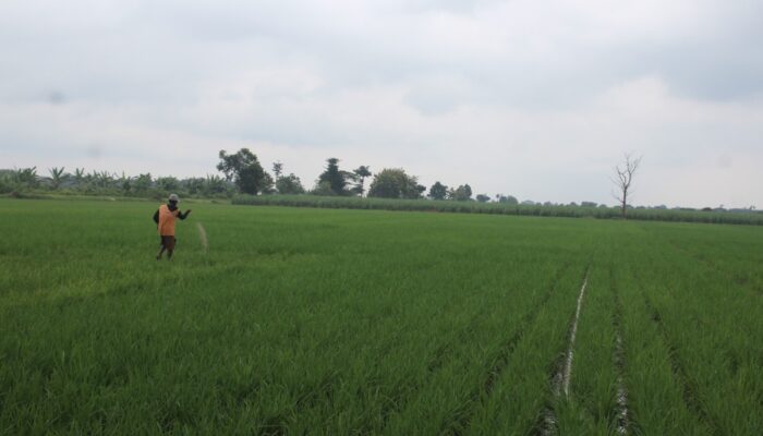 Urea Jadi Primadona, Serapan Pupuk Subsidi Jombang Tembus 27 Juta Kg