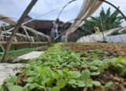 Cuaca Mendukung, Petani Tembakau di Jombang Optimistis Produksi 2026 Meningkat