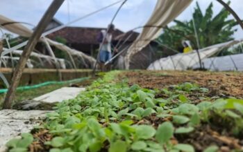 Cuaca Mendukung, Petani Tembakau di Jombang Optimistis Produksi 2026 Meningkat