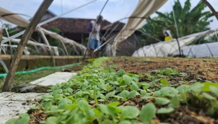 Cuaca Mendukung, Petani Tembakau di Jombang Optimistis Produksi 2026 Meningkat