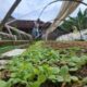 Cuaca Mendukung, Petani Tembakau di Jombang Optimistis Produksi 2026 Meningkat