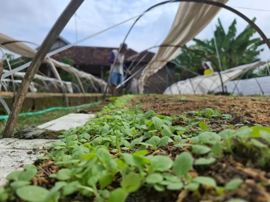 Cuaca Mendukung, Petani Tembakau di Jombang Optimistis Produksi 2026 Meningkat